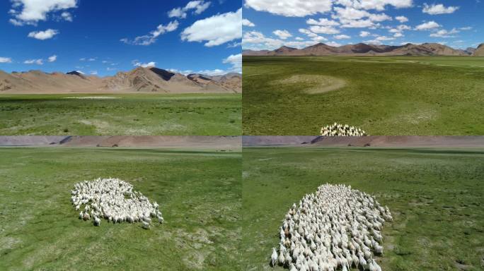 西藏羊 放牧 草原