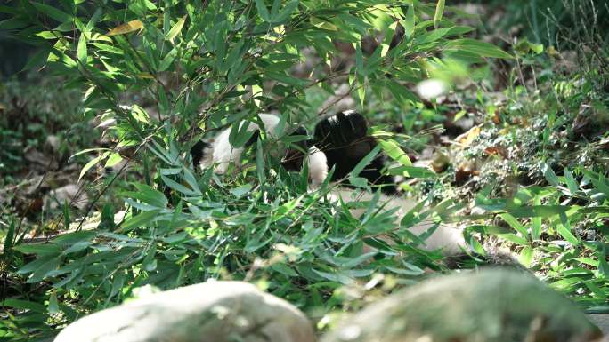 躺着吃竹叶的四川大熊猫