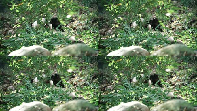 躺着吃竹叶的四川大熊猫