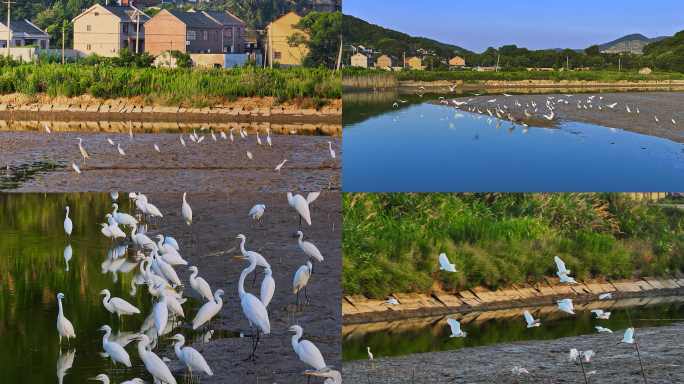 白鹭灰鹭野生保护动物湿地公园