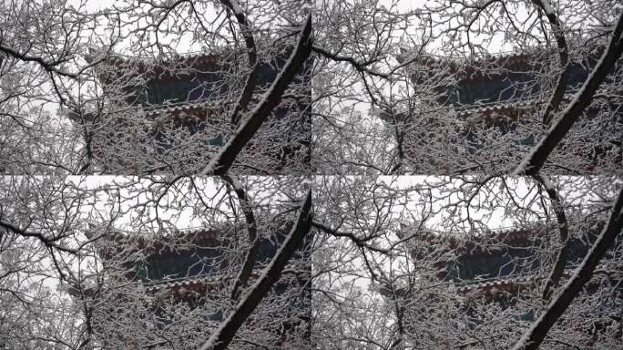 被大雪覆盖的树枝