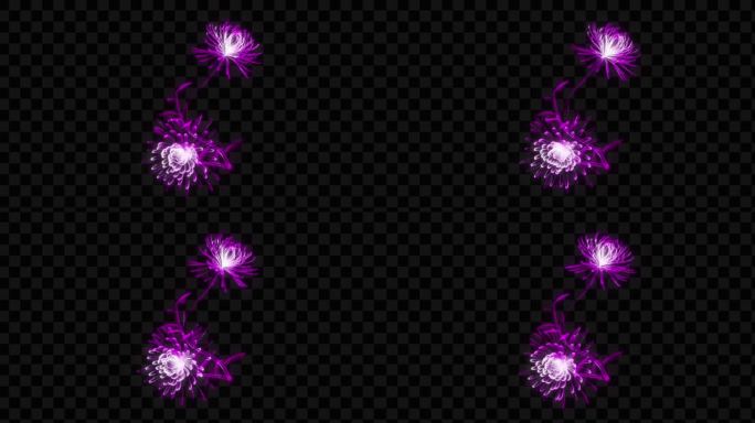 紫色发光全息菊花生长开花-带透明通道