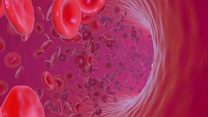 在血管内循环的血细胞- 3D插图