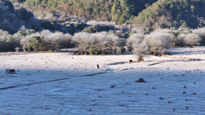 马儿在盈江黄草坝的霜地上觅食