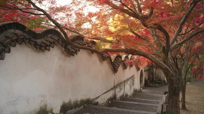 虎丘 红枫 银杏 秋景 古风 写意 苏州