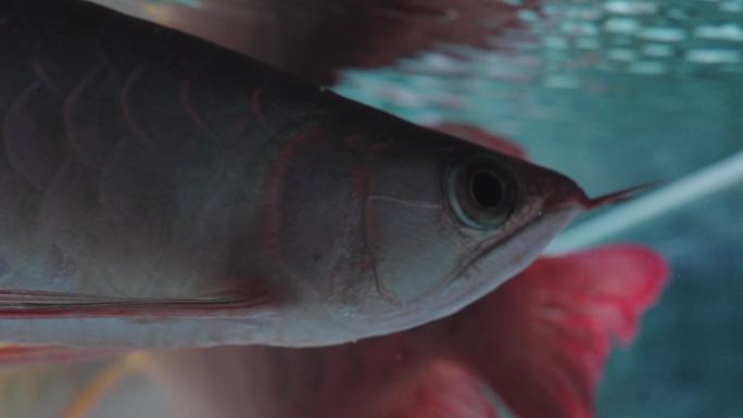 龙鱼鱼缸红龙金鱼