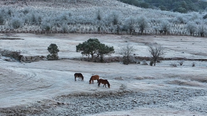 冬季的盈江黄草坝结满白霜，马儿觅食