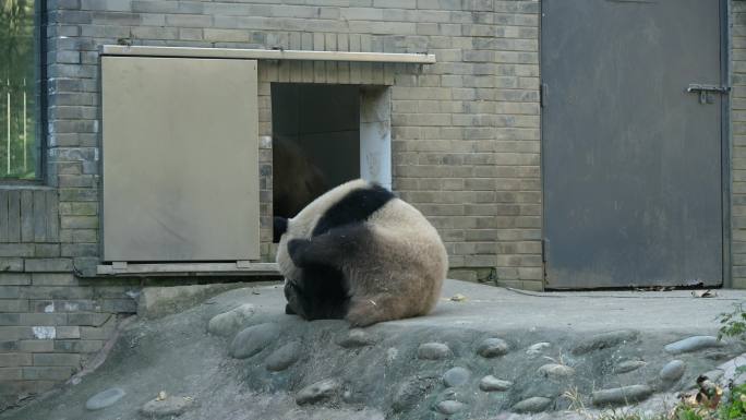 四川都江堰熊猫乐园大熊猫挠痒痒