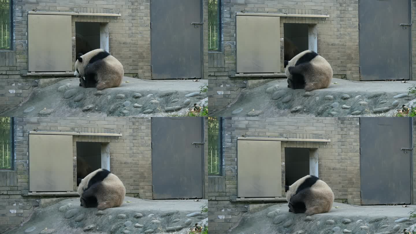 四川都江堰熊猫乐园大熊猫挠痒痒