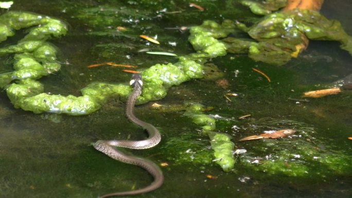 草蛇(Natrix Natrix)在水生植物上爬行，广角镜头。
