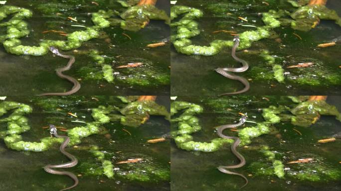 草蛇(Natrix Natrix)在水生植物上爬行，广角镜头。