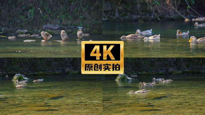 4K鸭群放养鸭散养鸭鸭子