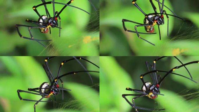 Nephila蜘蛛，金球编织蜘蛛