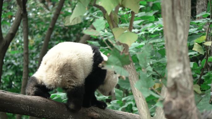 四川成都熊猫基地幼年大熊猫