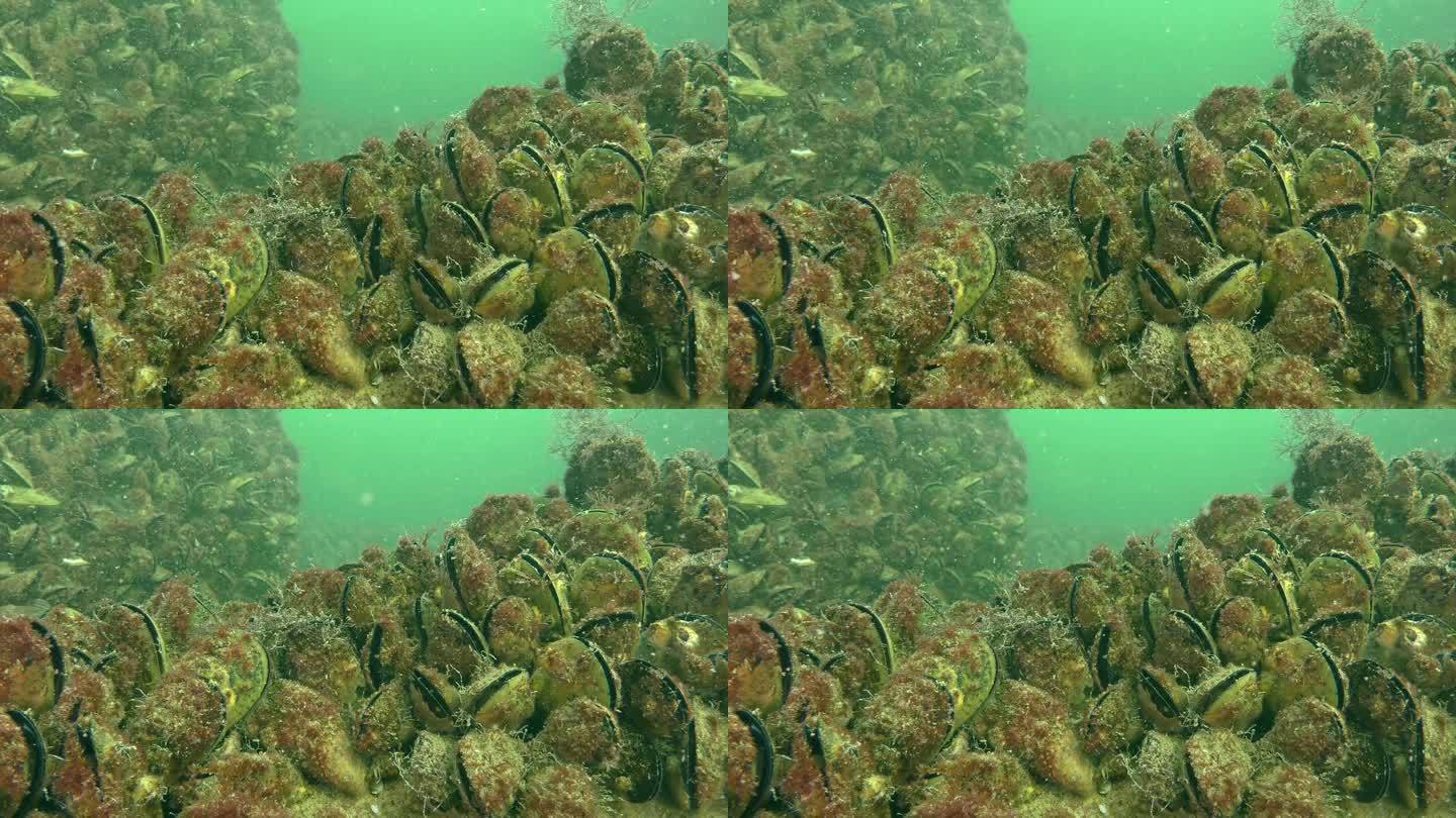 贻贝(Mytilus sp.)在海底的沉降。