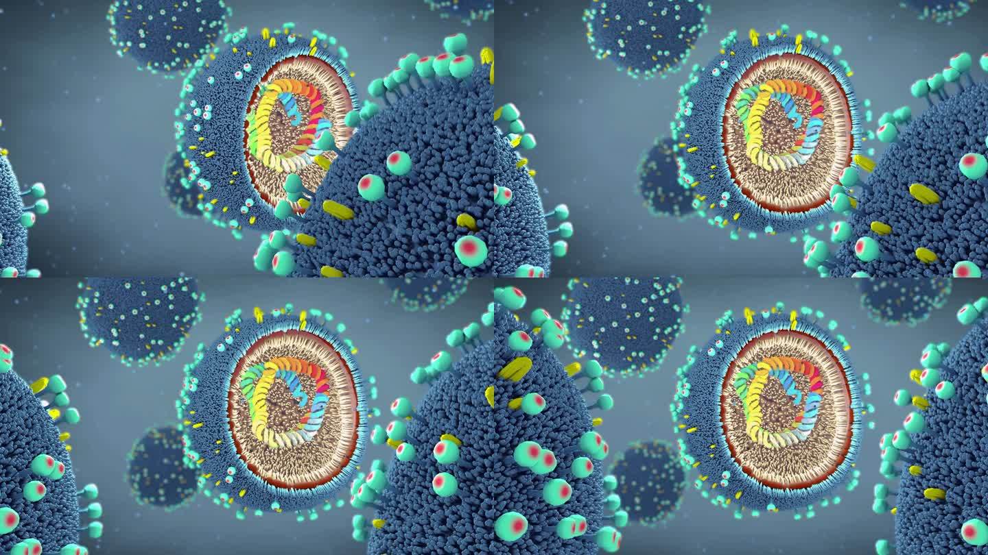 流感病毒颗粒的横切面特写，显示其DNA和病毒病原体内的酶-三维插图