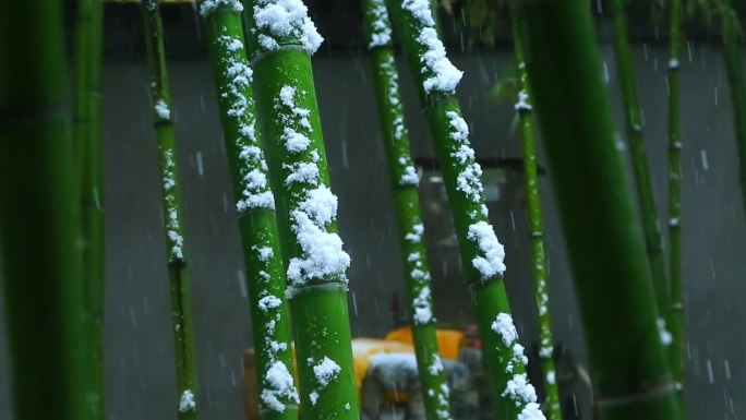 雪中竹林