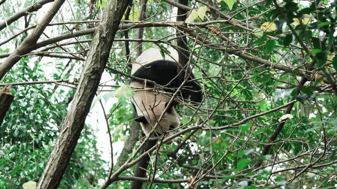 四川成都熊猫基地大熊猫蛋烘糕