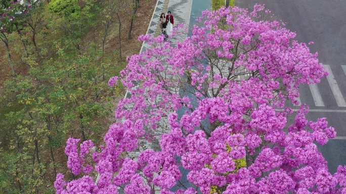 紫花风铃木