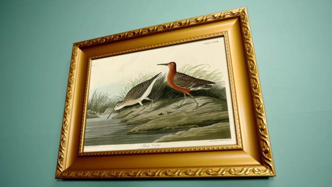 约翰詹姆斯 奥杜邦 美洲鸟类 世界名画