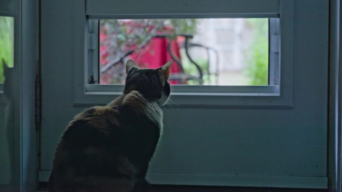 在一个明媚的春日，一只印花布猫坐在一扇敞开的门帘前，向外张望，舔着爪子