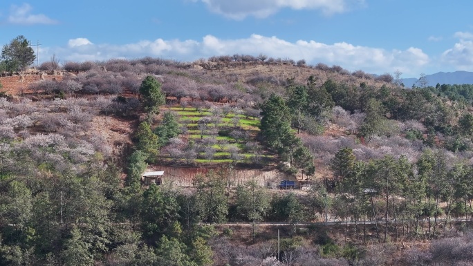 大理洱源：漫山遍野的果梅开花