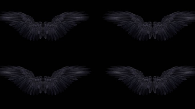 4K黑色翅膀展开带(透明通道)