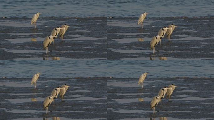 徐汇滨江滩涂上发呆的一群灰鹭