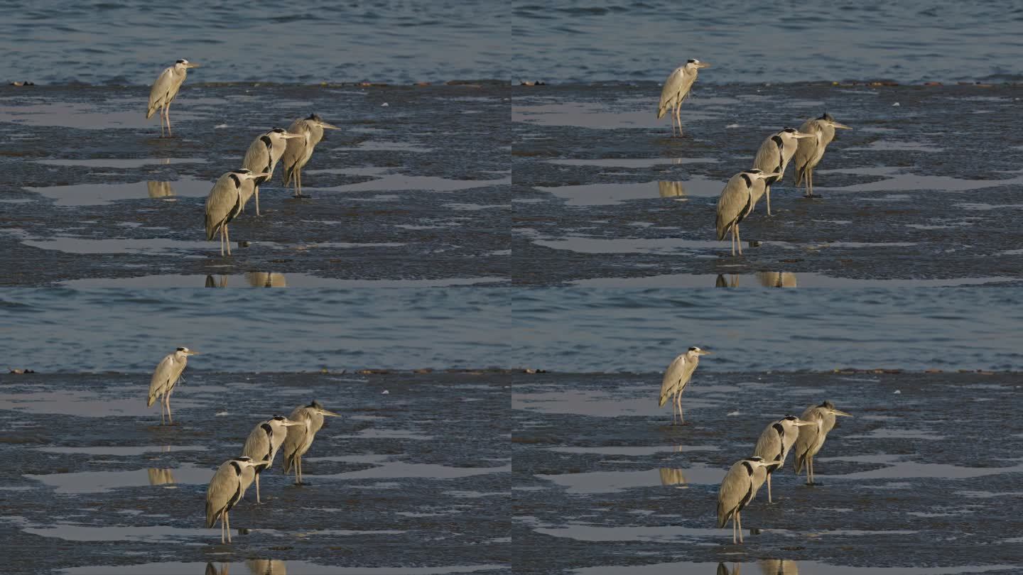 徐汇滨江滩涂上发呆的一群灰鹭