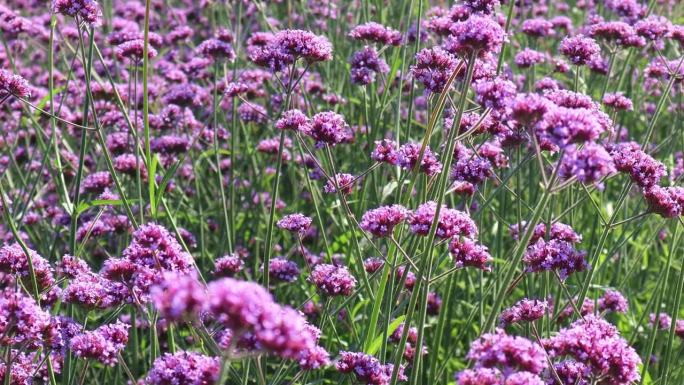 美丽的紫色马鞭草花坛在早晨盛开