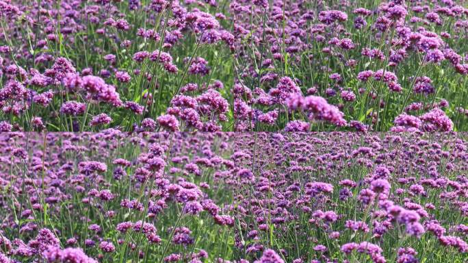 美丽的紫色马鞭草花坛在早晨盛开