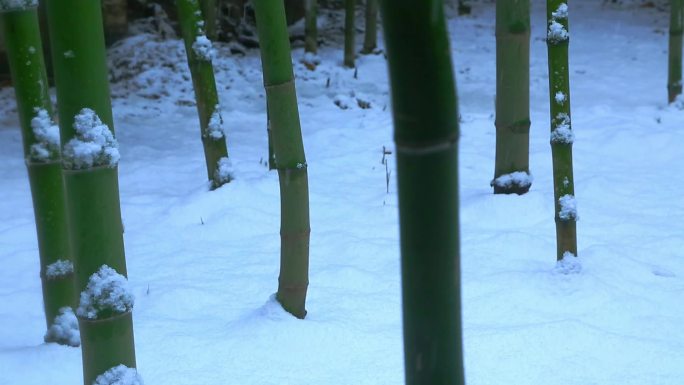 雪中竹林