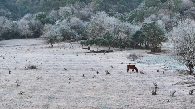 盈江黄草坝冬季美景白霜满地