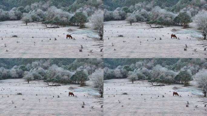 盈江黄草坝冬季美景白霜满地