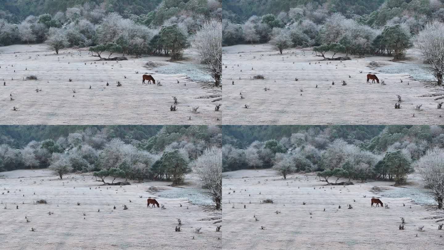 盈江黄草坝冬季美景白霜满地