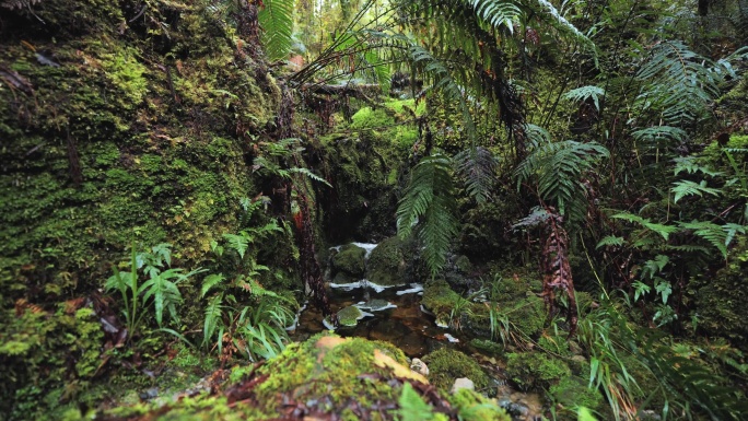 新西兰原始森林树木流水青苔植物