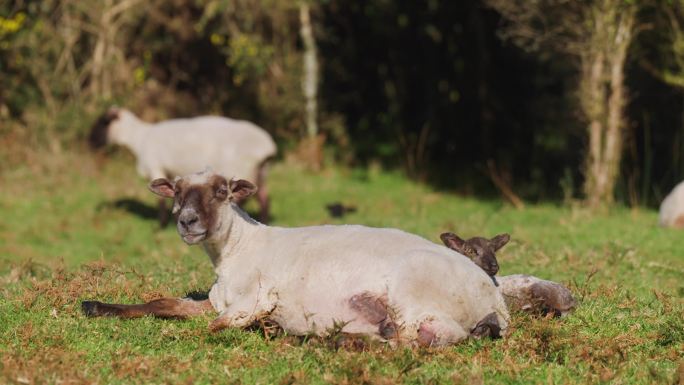 新西兰的绵羊