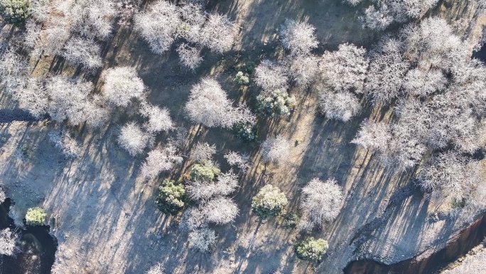 盈江黄草坝的树上挂满白霜