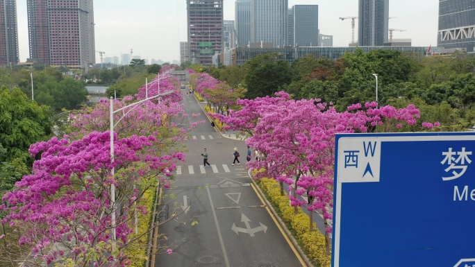 深圳公馆南街紫花风铃木