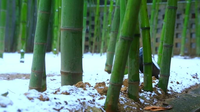 雪中竹林