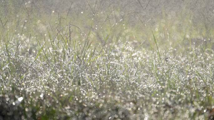 草丛挂满晶莹透亮的雨珠