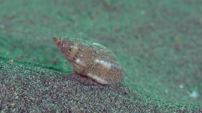 网纹狗螺(Nassarius reticulatus)