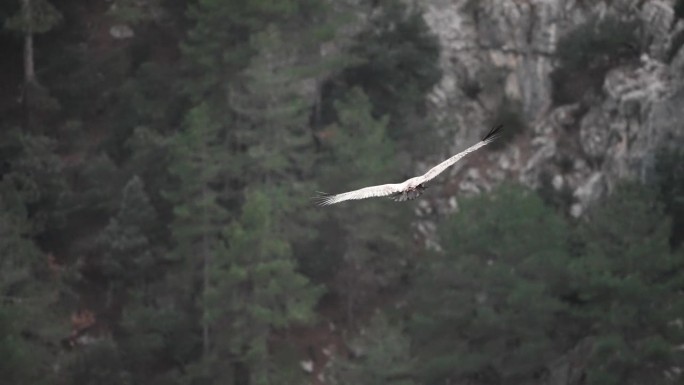 鹰头鹫飞过峡谷