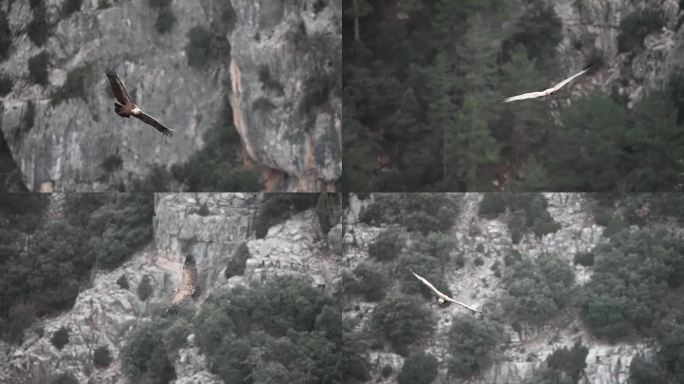 鹰头鹫飞过峡谷