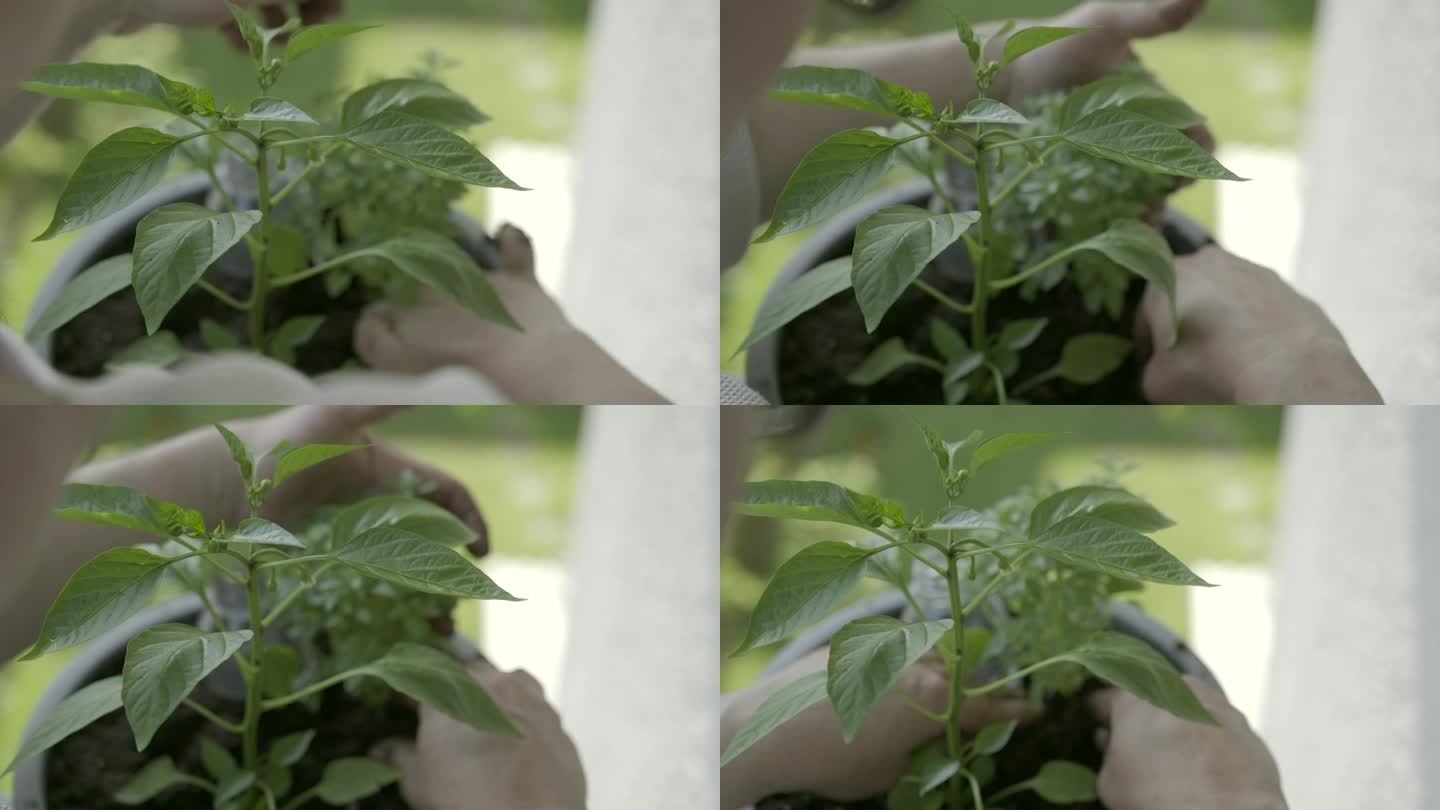 在一个城市的阳台花园的花盆里，香草被种植在辣椒植物旁边