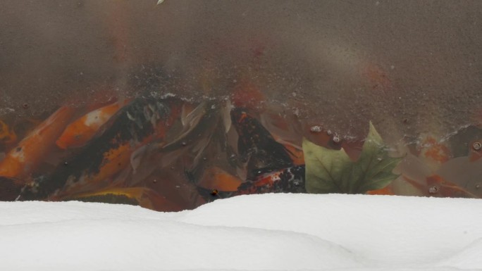 金鱼锦鲤在池塘里的一层冰下游泳