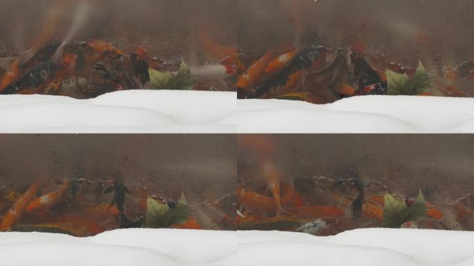 金鱼锦鲤在池塘里的一层冰下游泳