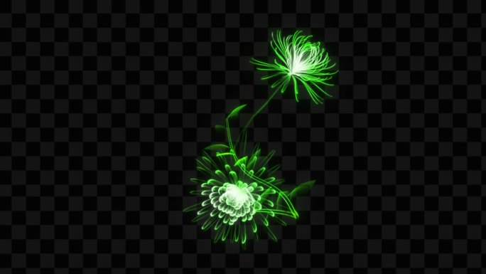 绿色发光全息菊花生长开花-带透明通道