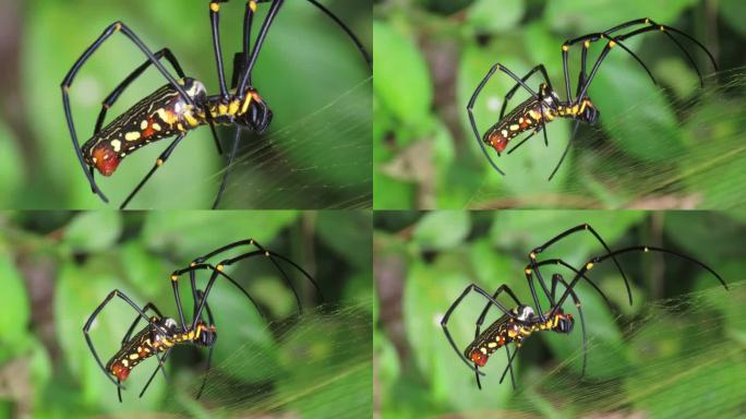 Nephila蜘蛛，金球编织蜘蛛
