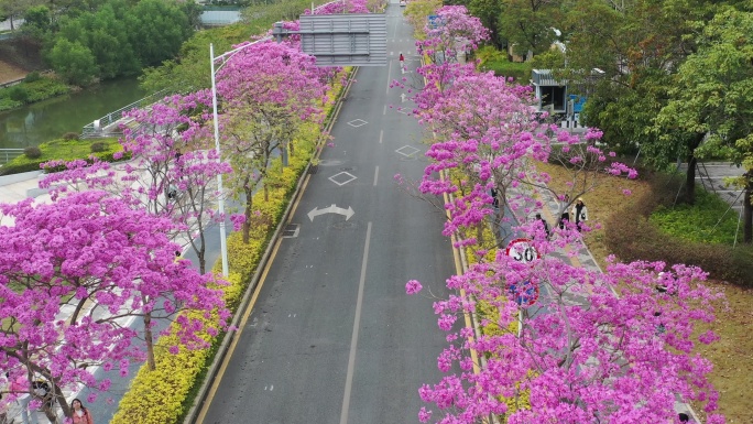 深圳公馆南街紫花风铃木